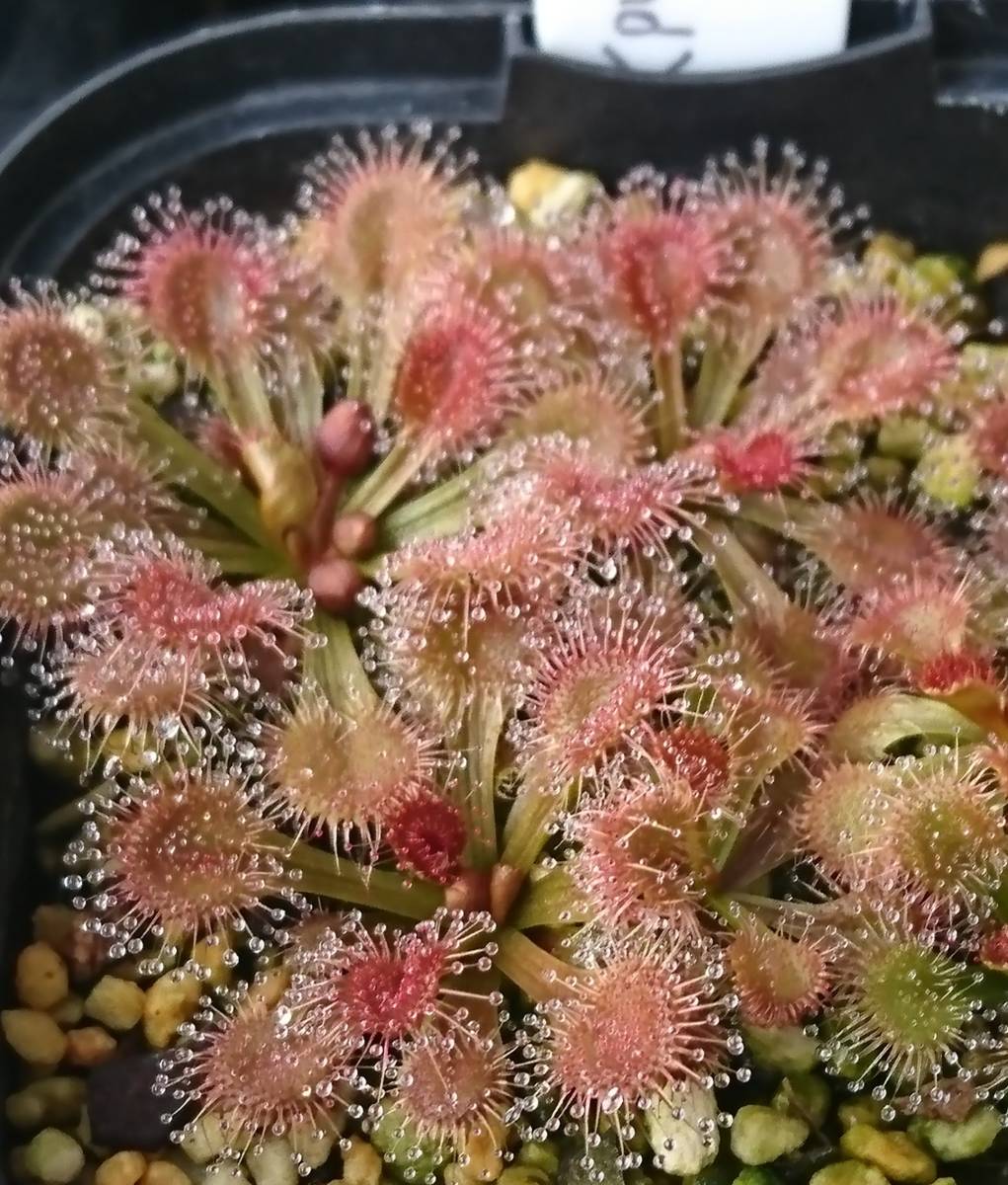 ⁄ | 木谷美咲オフィシャル 珍奇植物図鑑。ロゼット状の葉にキラキラ
