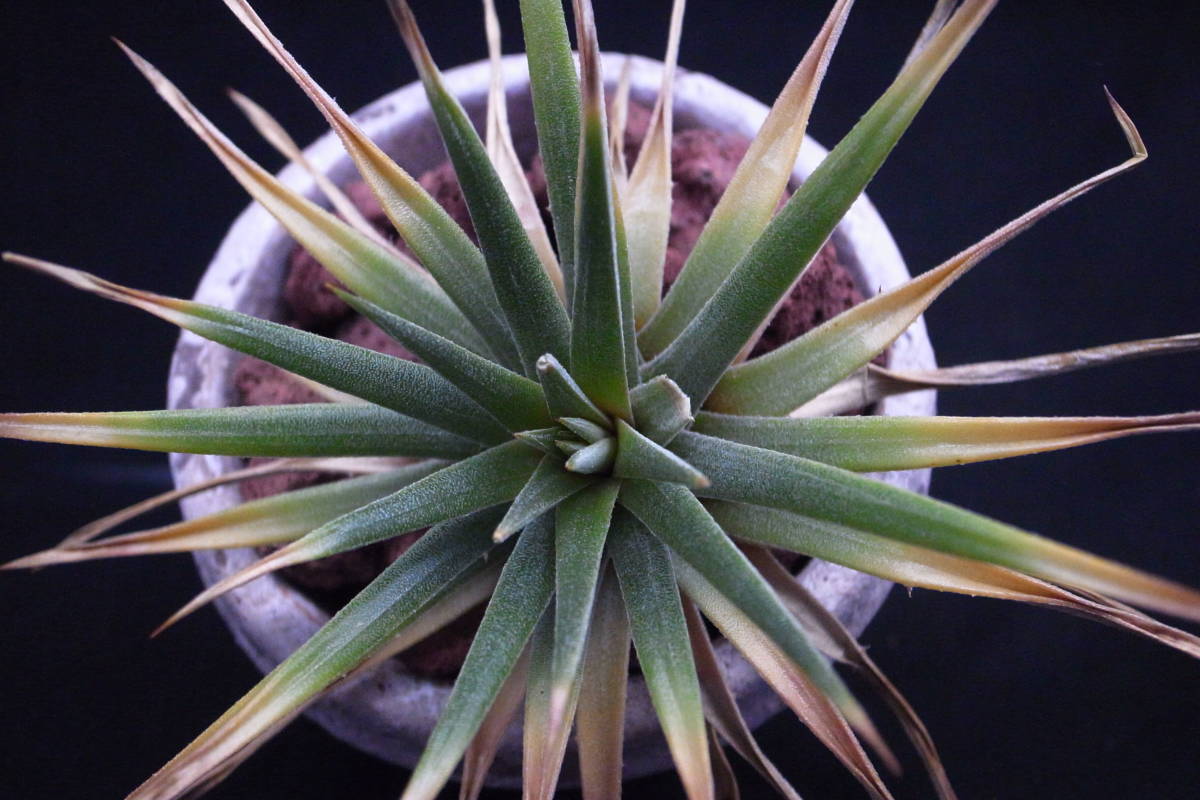 ディッキア Dyckia 'Warren' ワレン Bill Baker's hybrid from Bryan