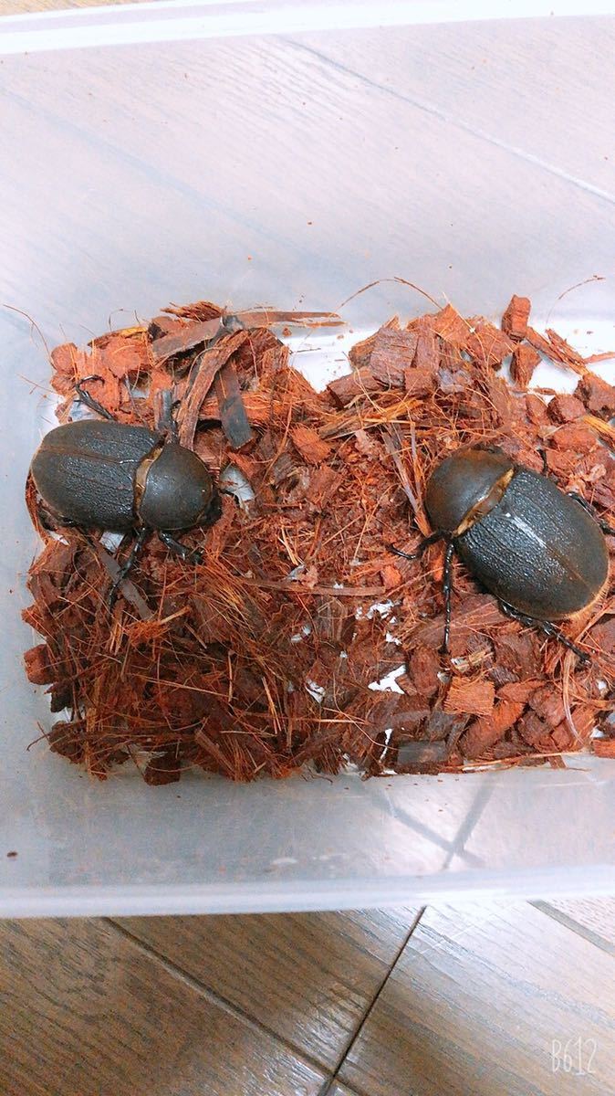 販売専門店 DHヘラクレス メス単 2匹