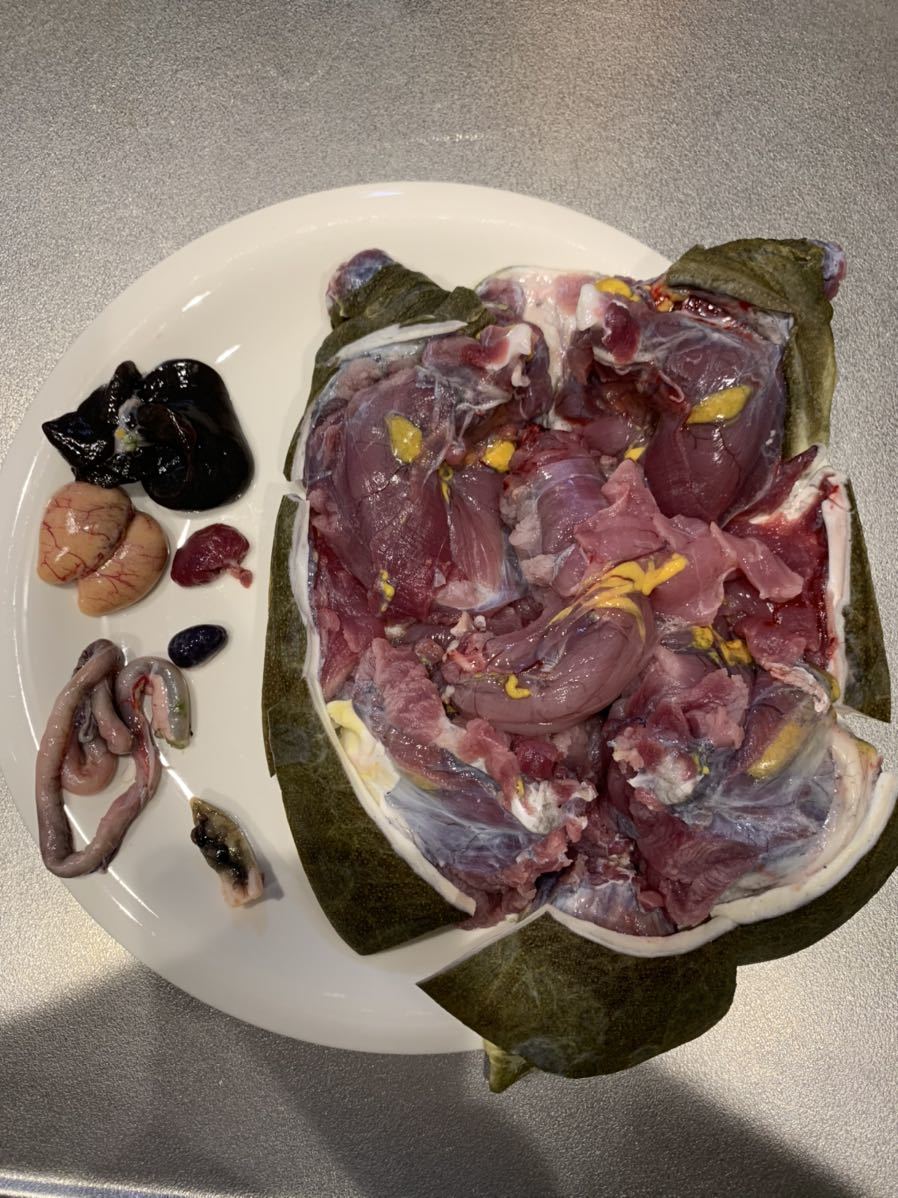 得価，セール 高知県産 天然スッポン ♂1.2kg 内臓付き 真空冷凍 20(魚介類)｜売買されたオークション情報、yahooの商品情報をアーカイブ公開 - オークファン その他