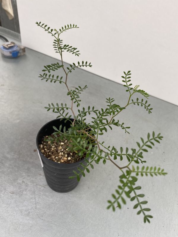 キ171 【塊根植物・実生】オペルクリカリア パキプス【植替してない版・種