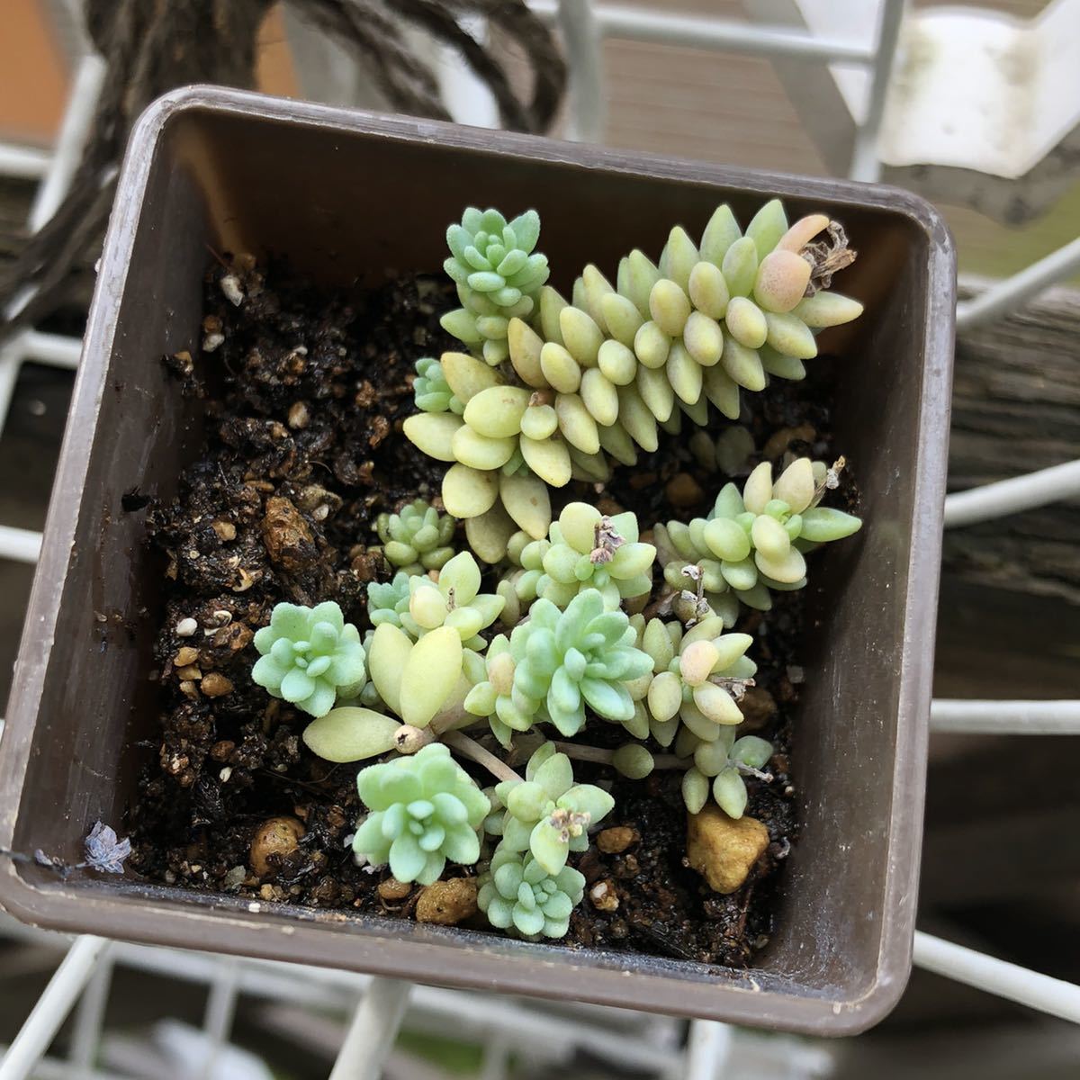 多肉植物 セダム属 マジョール 観葉植物 売買されたオークション情報 Yahooの商品情報をアーカイブ公開 オークファン Aucfan Com