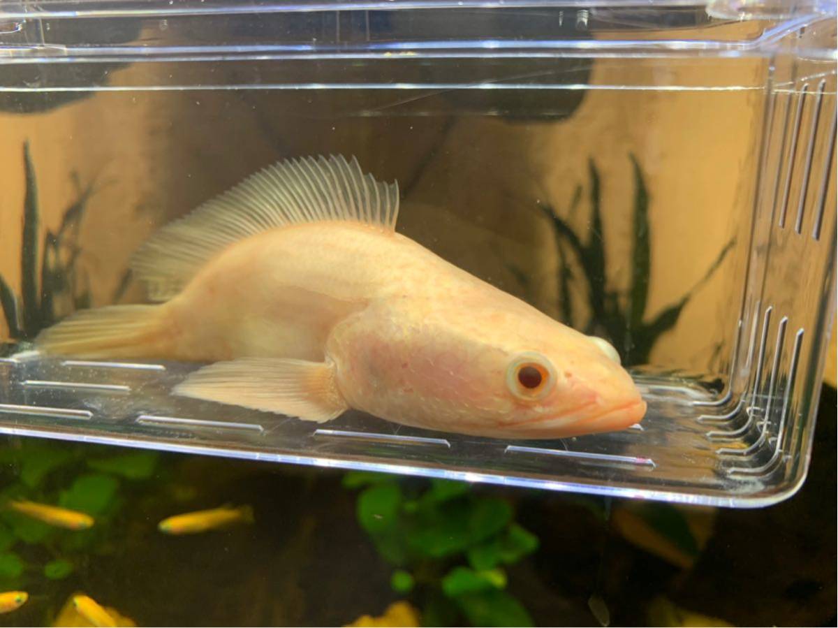 アルビノプラーチョン | ショートボディ 1匹 アクアショップ 淡水魚 