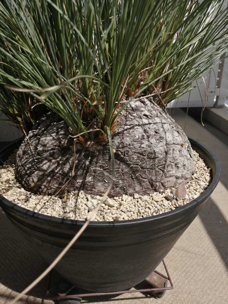 大株 発根済み カリバナス フーケリー 塊根植物 コーデックス 観葉植物
