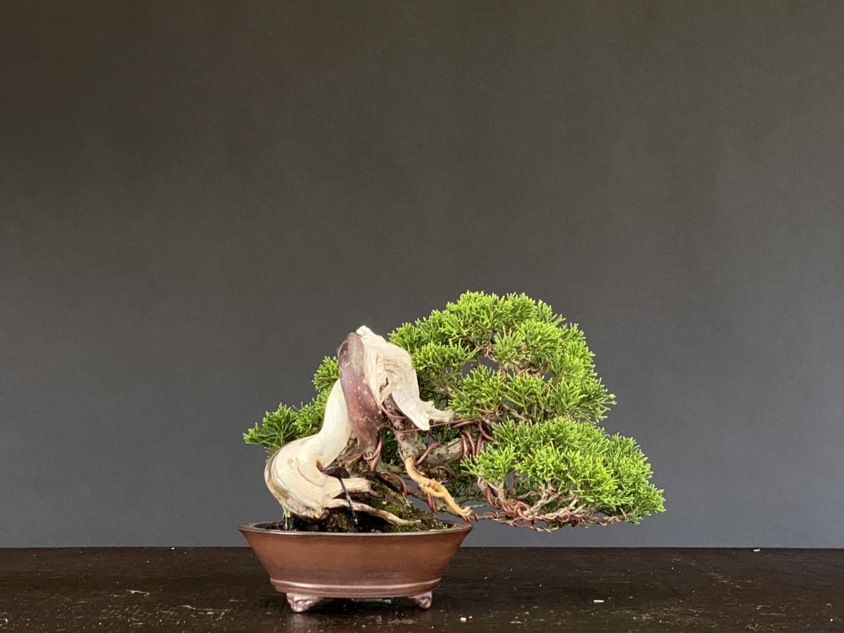 留華園 糸魚川 真柏 小品 盆栽 082602 小品盆栽 糸魚川真柏 盆栽