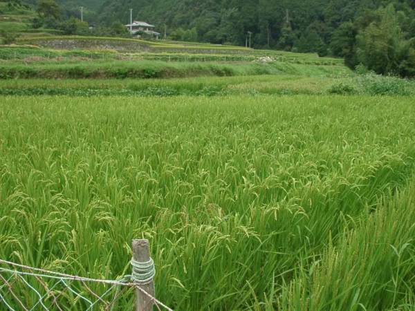  自然栽培米 にこまる 無肥料無農薬 令和元年 愛媛産 20kg(玄米)｜売買されたオークション情報、yahooの商品情報をアーカイブ公開 - オークファン その他