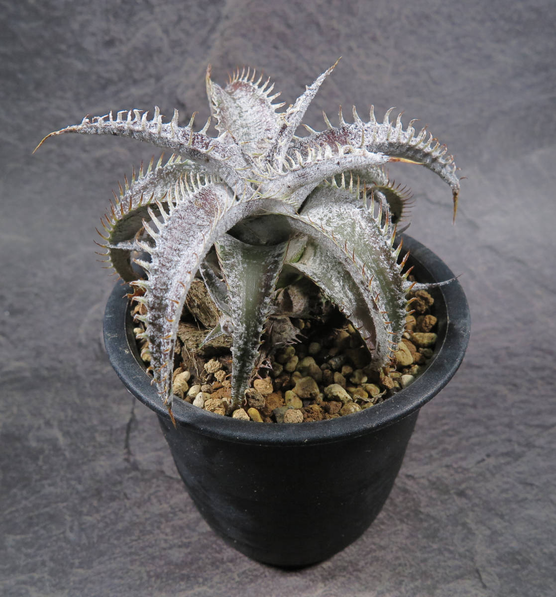 marnier-lapostollei Dyckia ディッキア ディッキア・マルニエルラ
