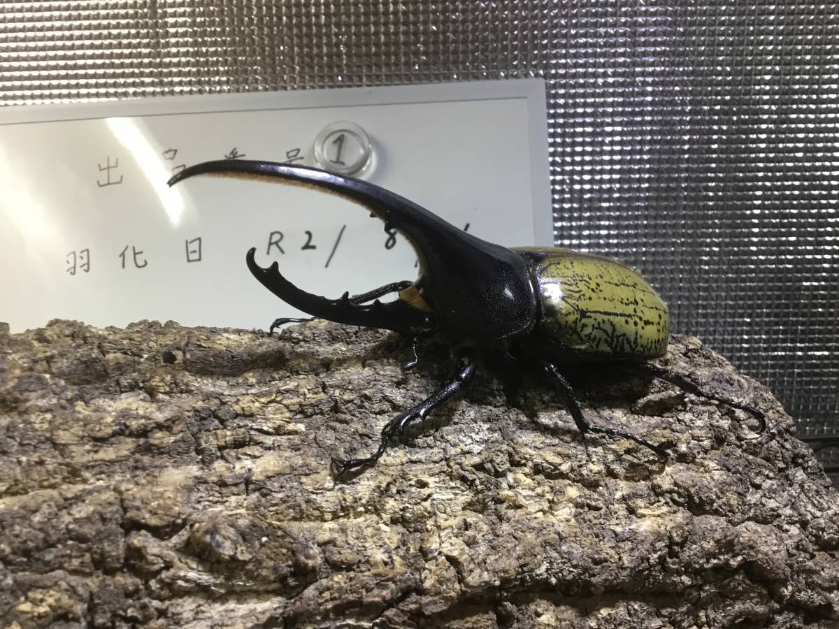 DHヘラクレス オス成虫 1匹 ①