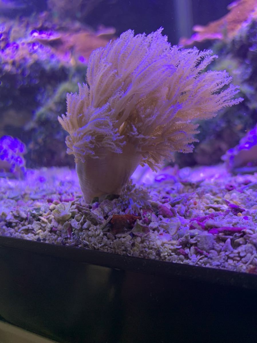 【1円スタート！！】シロスジウミアザミ　7cm Ｍサイズ！！　芽株、出かけてます！　　サンゴ/海水/ソフトコーラル_1