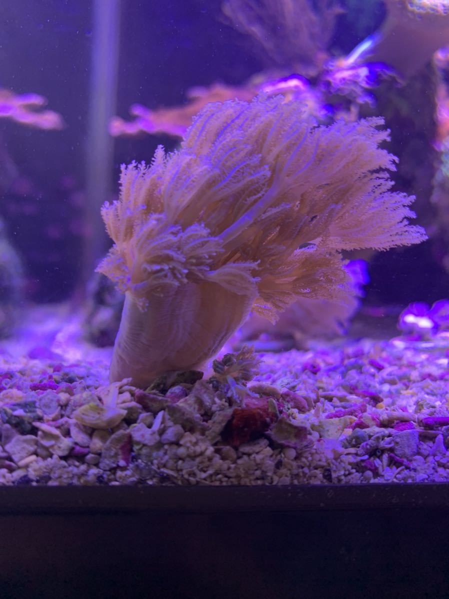 【1円スタート！！】シロスジウミアザミ　7cm Ｍサイズ！！　芽株、出かけてます！　　サンゴ/海水/ソフトコーラル_3