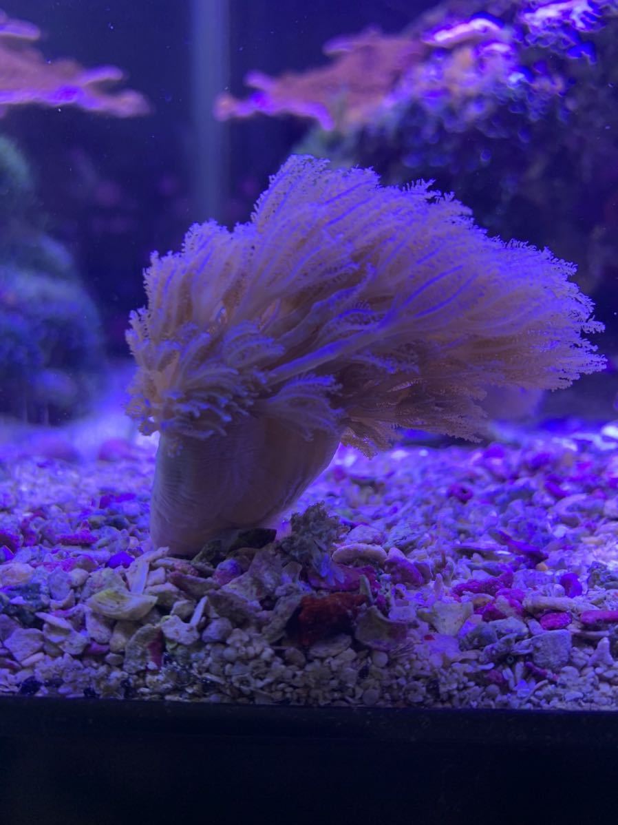 【1円スタート！！】シロスジウミアザミ　7cm Ｍサイズ！！　芽株、出かけてます！　　サンゴ/海水/ソフトコーラル_4