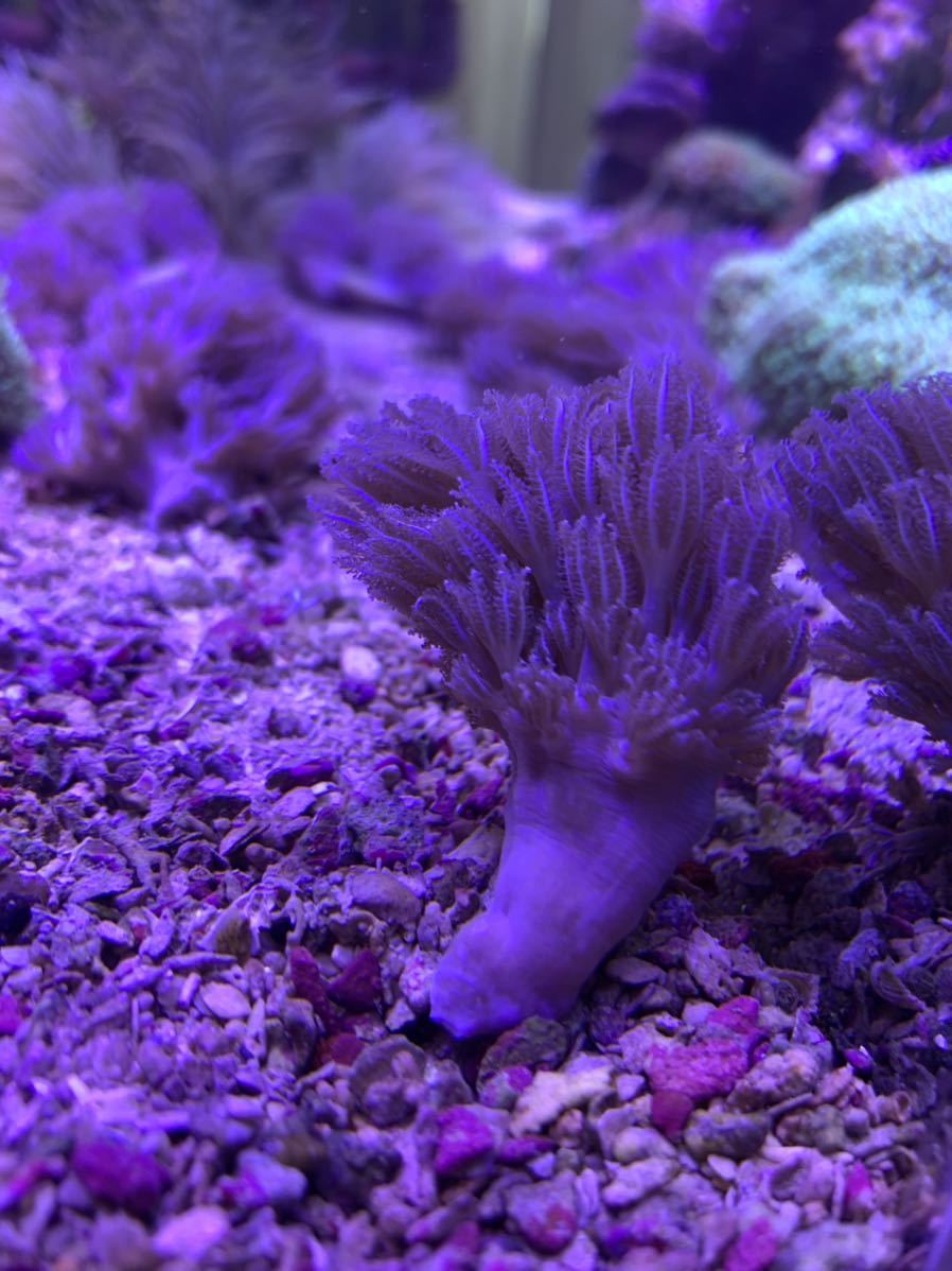 【1円スタート！！】シロスジウミアザミ　7cm Ｍサイズ！！　芽株、出かけてます！　　サンゴ/海水/ソフトコーラル_5