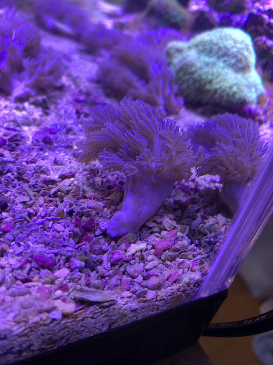 【1円スタート！！】シロスジウミアザミ　7cm Ｍサイズ！！　芽株、出かけてます！　　サンゴ/海水/ソフトコーラル_6