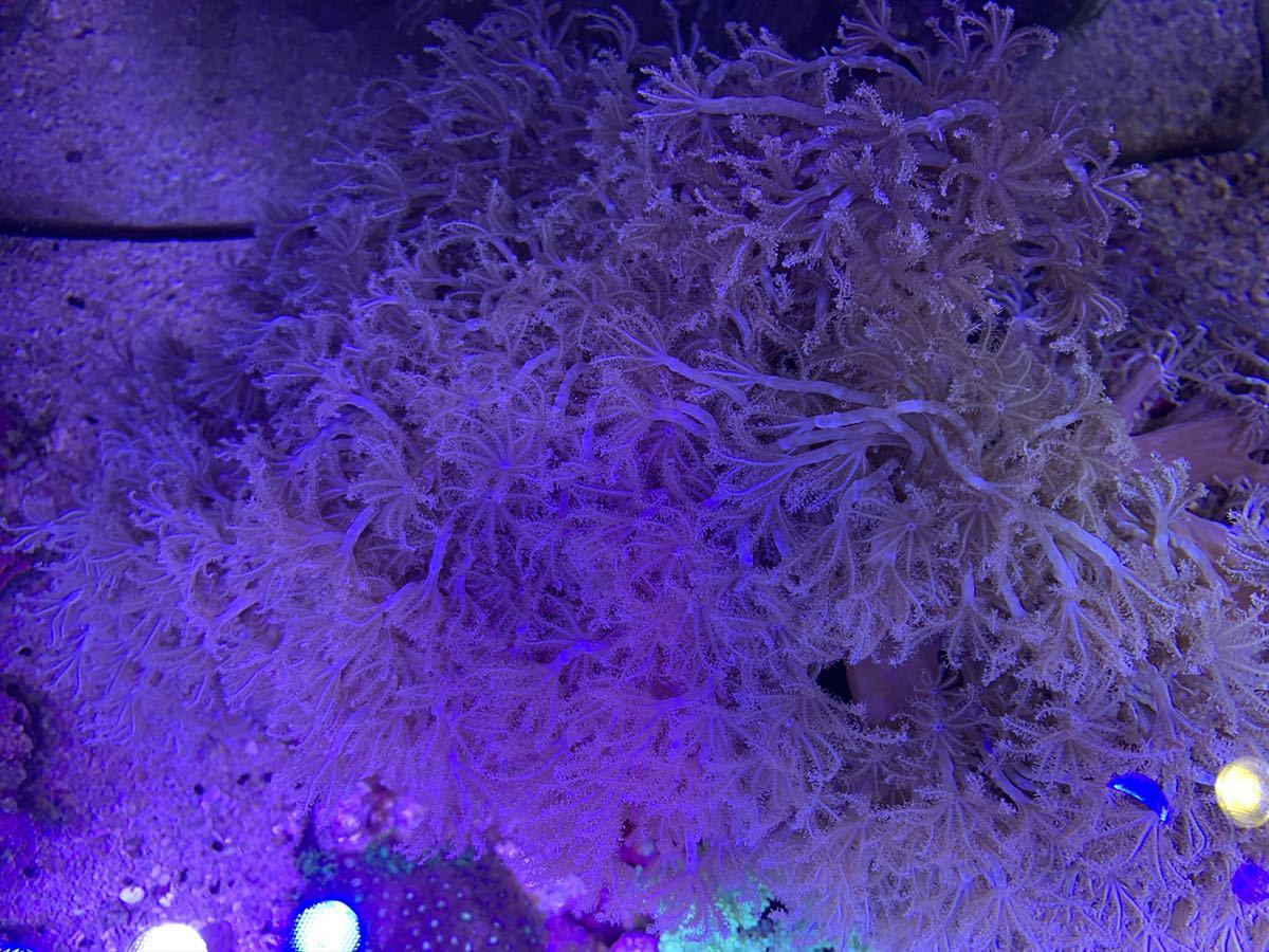 【1円スタート！！】シロスジウミアザミ　7cm Ｍサイズ！！　芽株、出かけてます！　　サンゴ/海水/ソフトコーラル_7