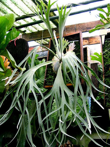 P.willinckii cv.Pedro (Tatsuta collection) @bikamori.com ウィ