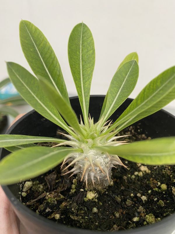日本販売 ト124 【塊根植物 実生3株セット【ホロンベンセ・グラキリス