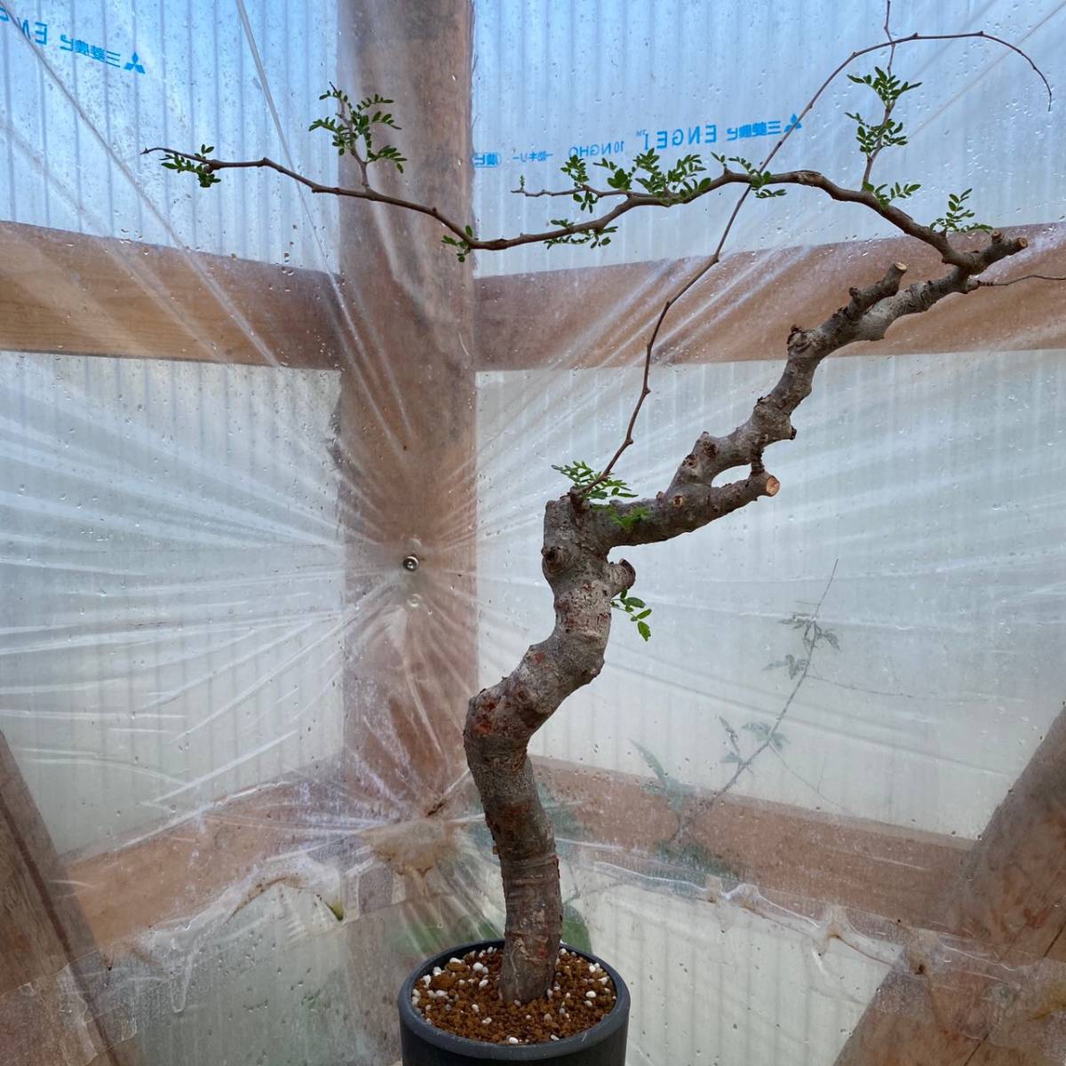 コミフォラ モンストローサ ⑥ commiphora monstrosa 新鮮株 良株 全高