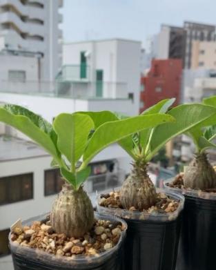 ウィンゾリー パキポディウム Pachypodium windsorii 種子] 塊根植物