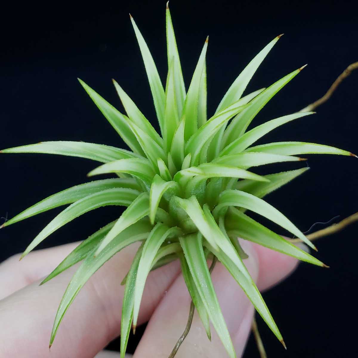 Tillandsia ionantha 'Albomarginate' チランジア ティランジア