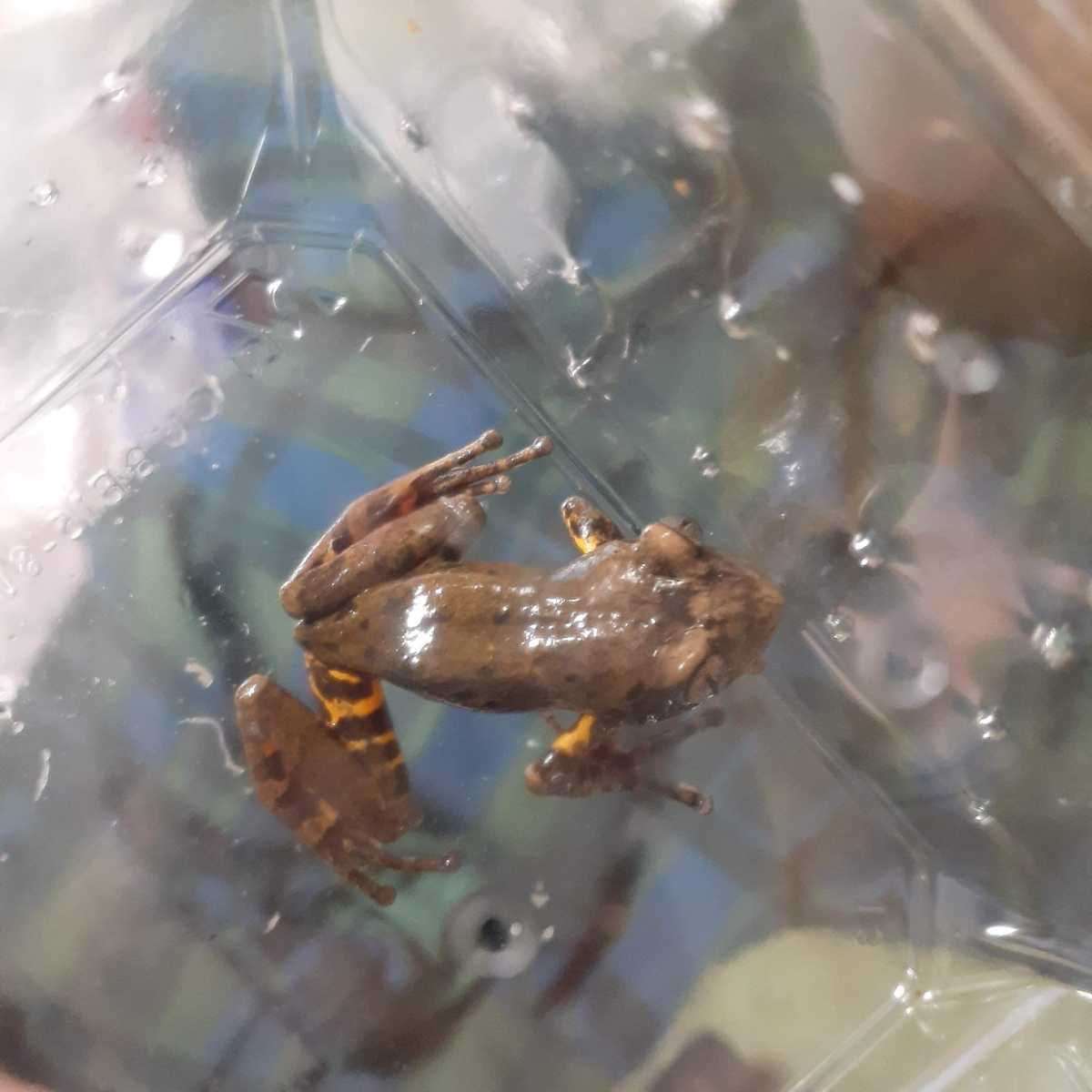 カメルーン産 可愛いカエル 体長約３０mm 一匹の価格 カエル 売買されたオークション情報 Yahooの商品情報をアーカイブ公開 オークファン Aucfan Com