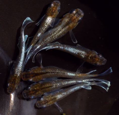 めだか Aqua Fuji 雌2匹 極上》緑光メダカの若魚 雄1匹 めだか Aqua Fuji 雌2匹 極上》緑光メダカの若魚 雄1匹