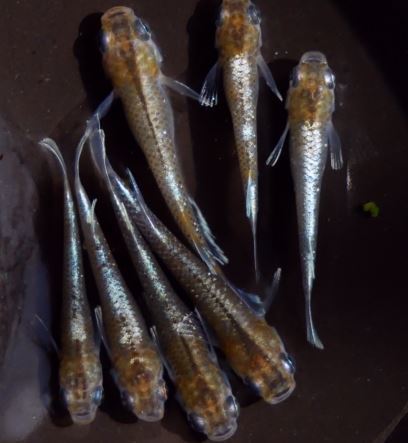 めだか Aqua Fuji 雌2匹 極上》緑光メダカの若魚 雄1匹