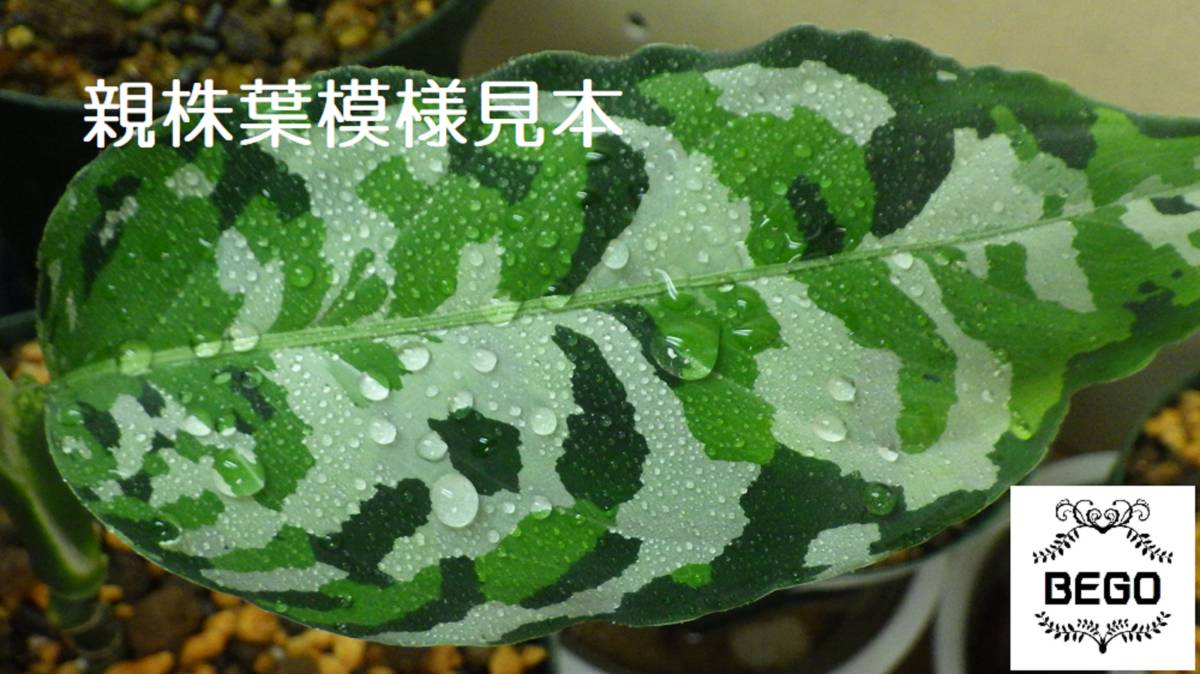 tricolor pictum アグラオネマ Aglaonema Blair ポートブレア 
