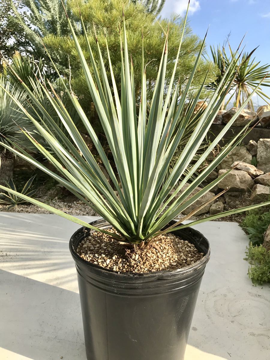 s*h様 ユッカ　リギダ　実生株　D ユッカ リギダ Yucca rigida 国内実生株