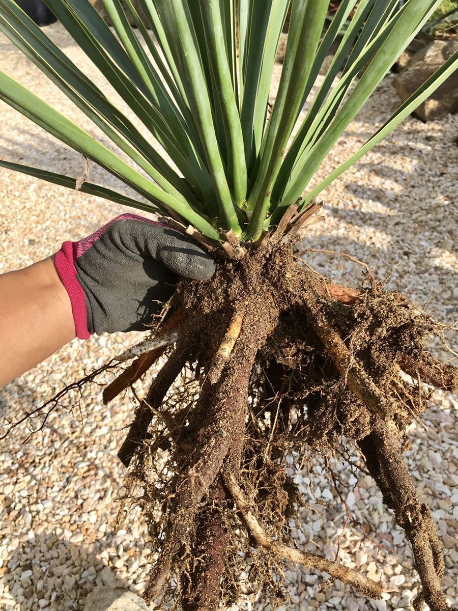 ユッカ リギダ Yucca rigida 国内実生株