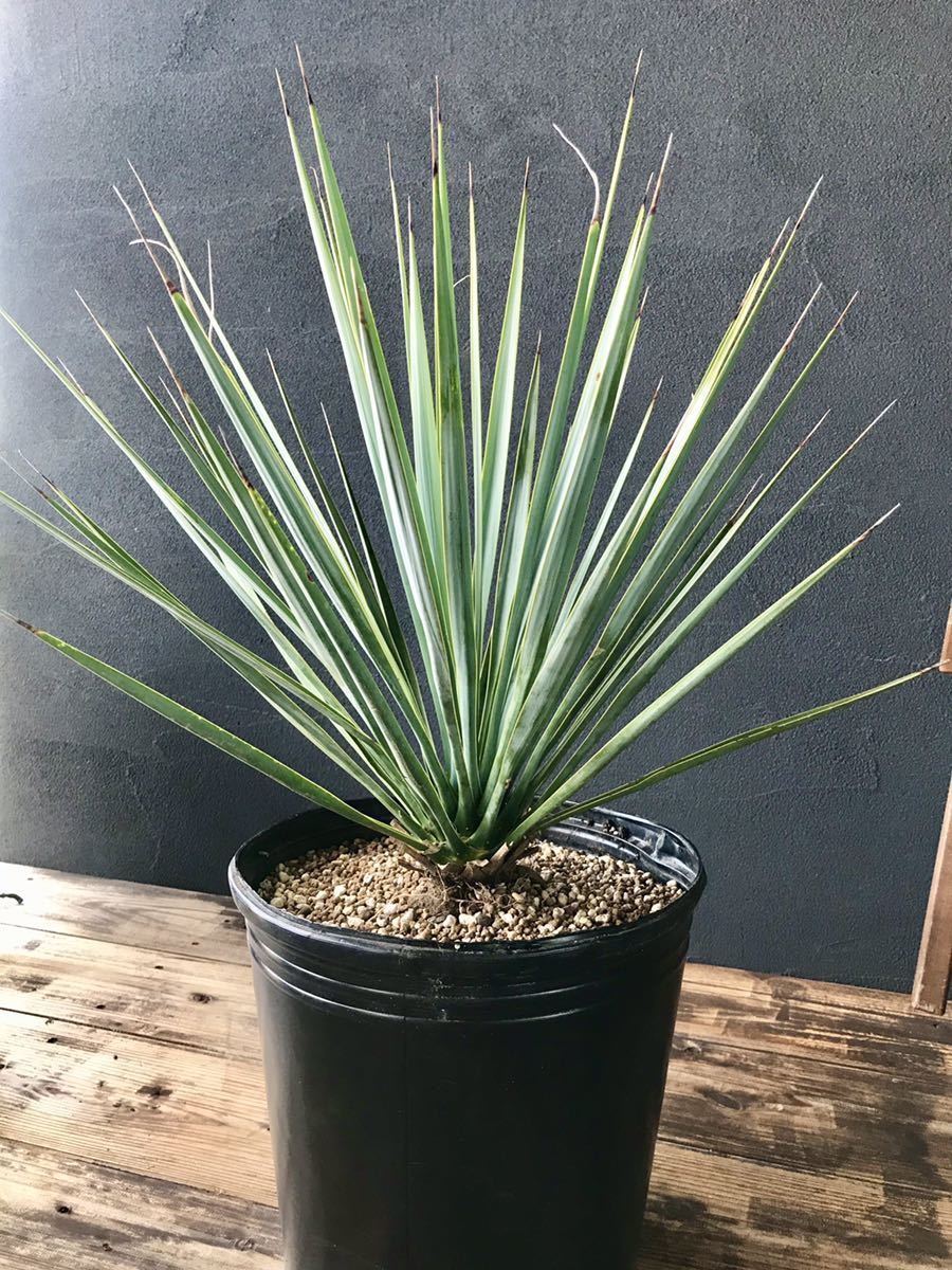 に*こ様 ユッカ　リギダ　実生株 ユッカ リギダ Yucca rigida 国内実生株 【公式通販】