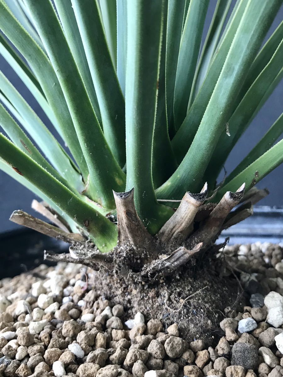 ユッカ リギダ Yucca rigida 国内実生株 【公式通販】