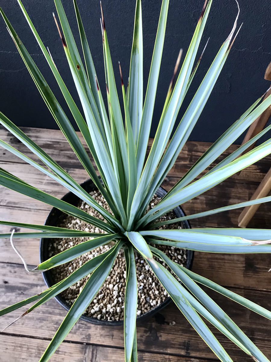 ユッカ リギダ Yucca rigida 国内実生株 【公式通販】