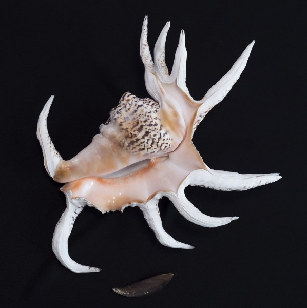 l521155705.1