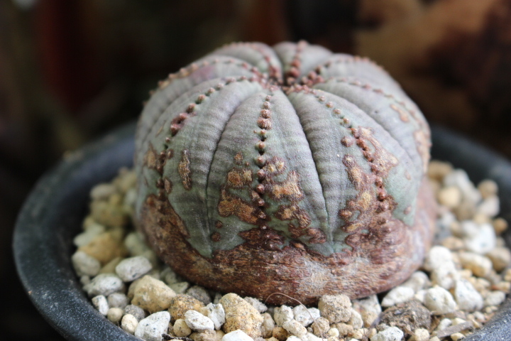 オベサ ユーフォルビア | ⁄ 木質化 Libaran_Plants〜ユーフォルビア