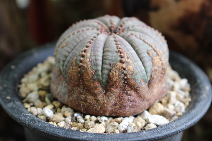 オベサ ユーフォルビア | ⁄ 木質化 Libaran_Plants〜ユーフォルビア