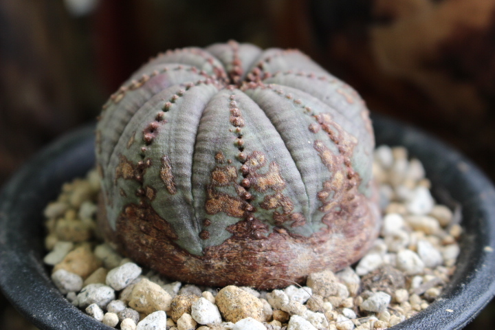 オベサ ユーフォルビア | ⁄ 木質化 Libaran_Plants〜ユーフォルビア