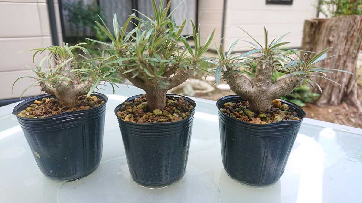 パキポディウム グラキリス3株セット！ Pachypodium gracilius塊根