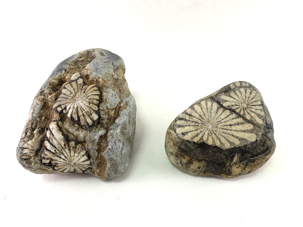根尾菊花石 黒地白花 放射美 小品 上質台座付 自然石 盆石 菊花石 鑑賞石 水石 盆石 天然石 石標本 木台 観賞石 岐阜県根尾