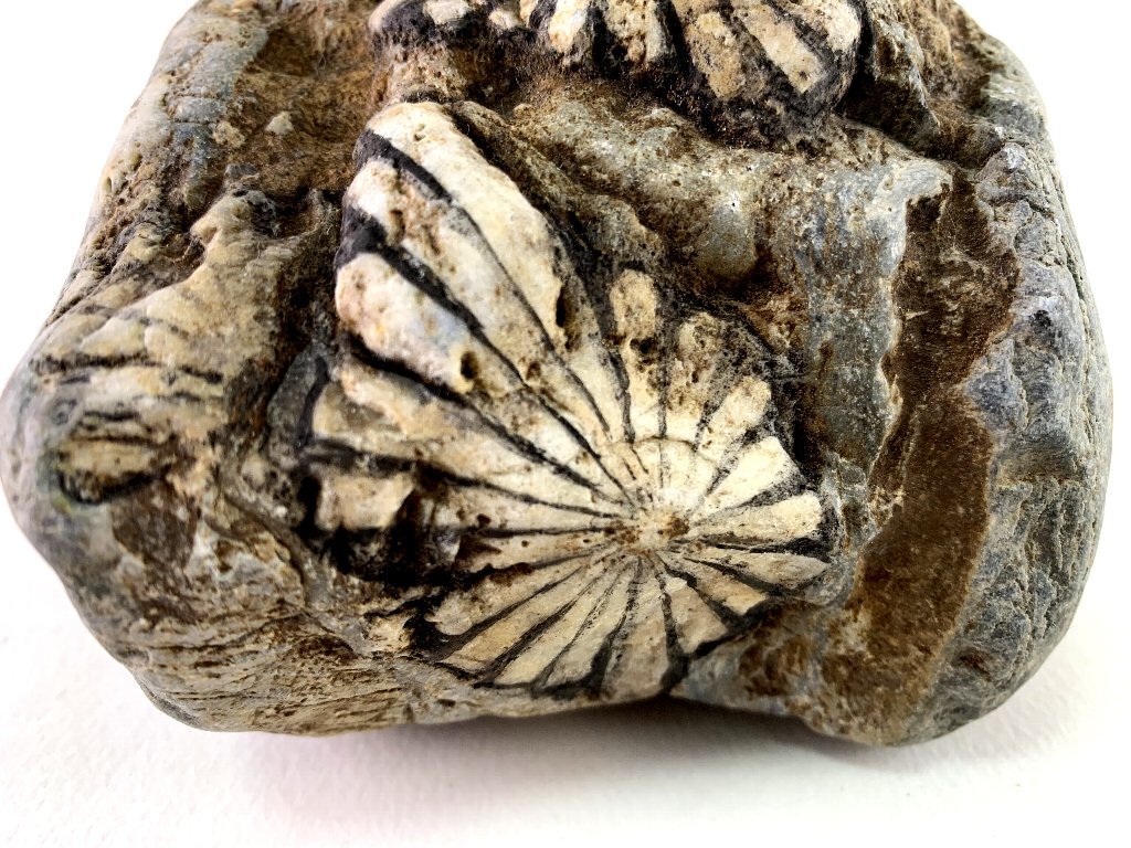 菊花石 鑑賞石 水石 盆石 天然石 石標本 木台 観賞石 岐阜県根尾