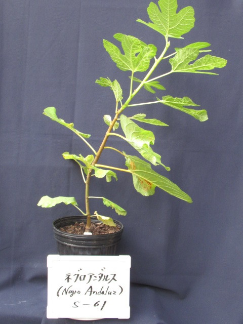 イチジクの苗木 ネグロアンダルス ( Negro Andaluz ) S-61 ✨実付き超