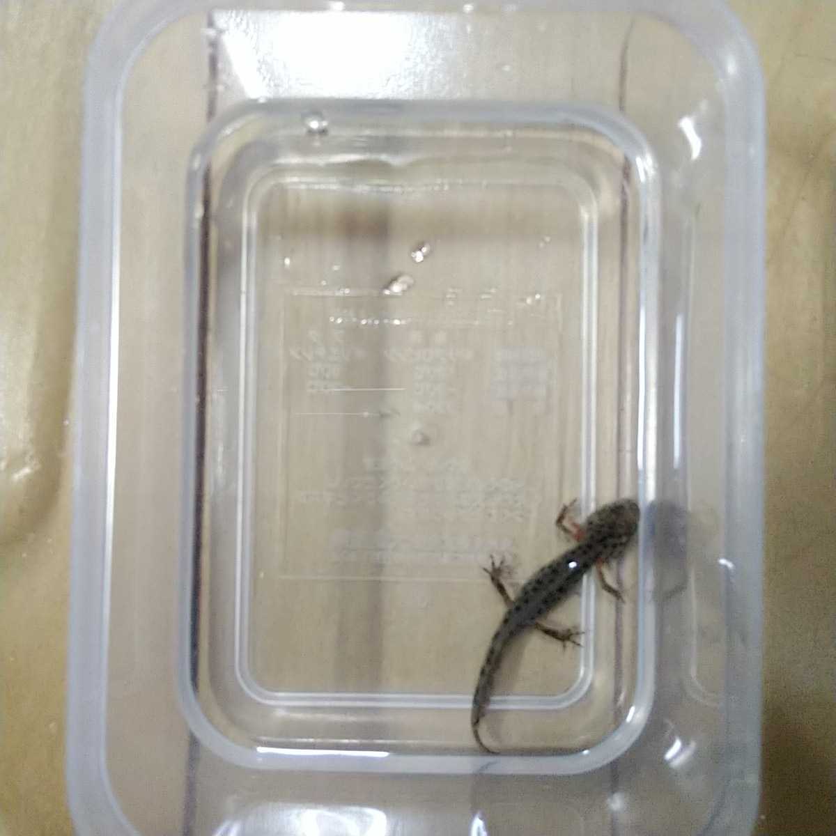 ミナミクシイモリ