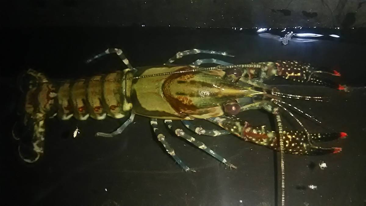 安い，爆買い Procambarus spiculifer スピクリファー １ペア(甲殻類)｜売買されたオークション情報、yahooの商品情報をアーカイブ公開 - オークファン その他