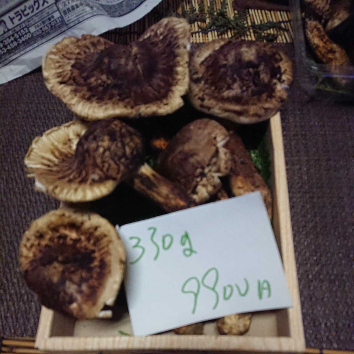 食品 クール便対応 信州産 松茸 つぼみ 天然本しめじオマケ付き 10/14収穫