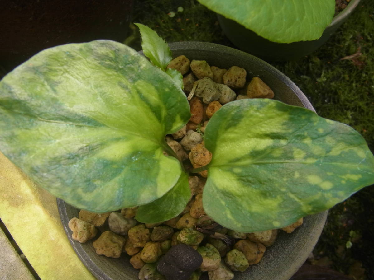 斑入り山野草　野生蘭　ユリ　ヤマユリ　ウバユリ　「ウバユリ」