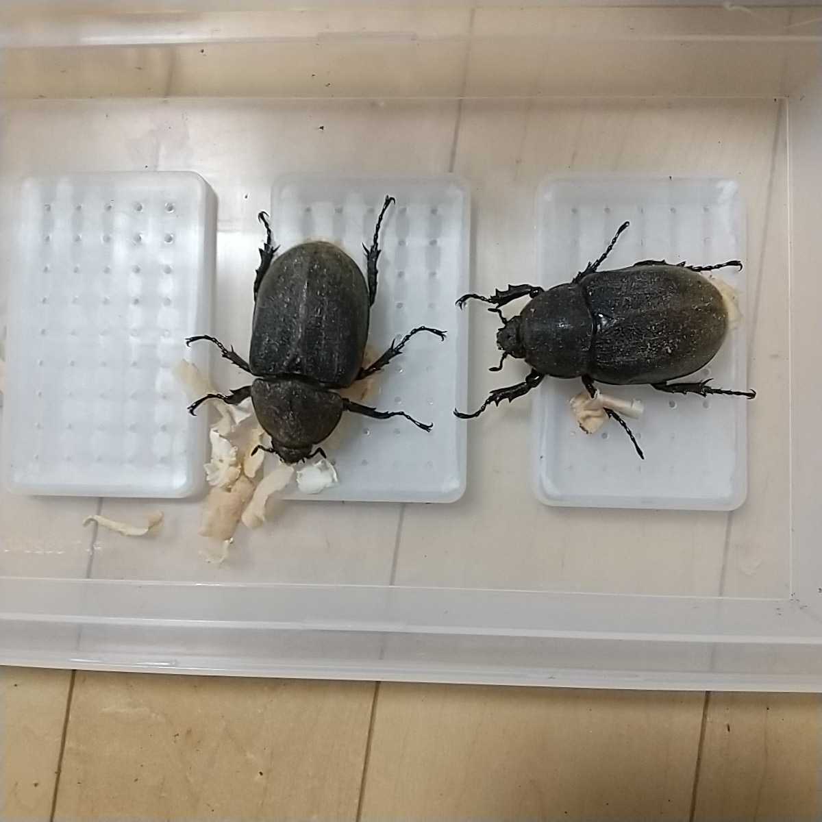③ ヘラクレス・ヘラクレスオス単品 158mm beetleDHヘラクレスVol.3 