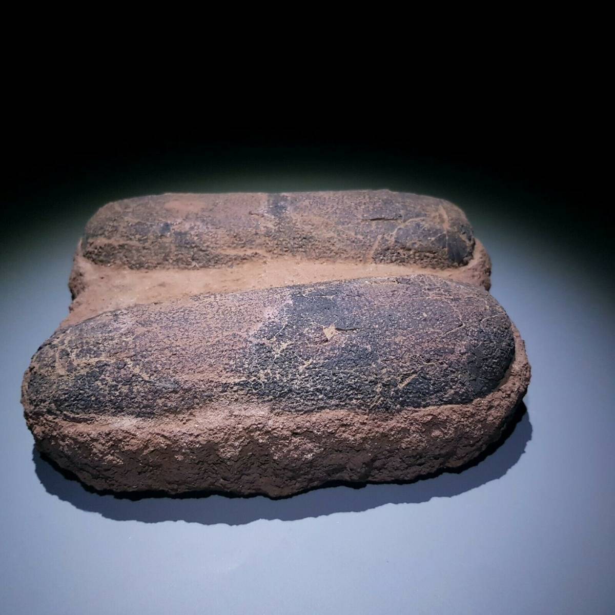 オヴィラプトル 恐竜 HISTORY 化石 VISIT OF MUSEUM 卵 ハイクオリティ
