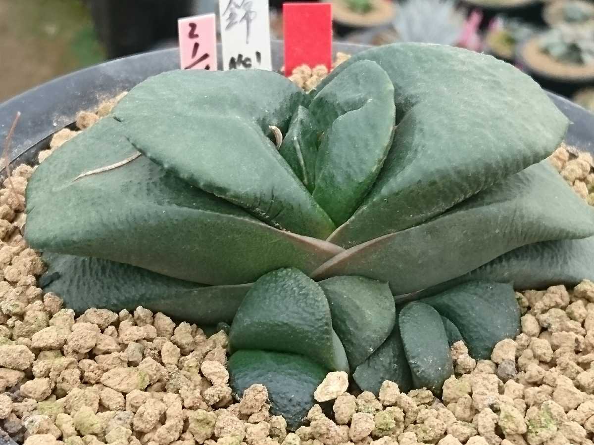 ガステリア No.1臥牛錦(斑抜け株) 仔付き 多肉植物 園芸ネット本店