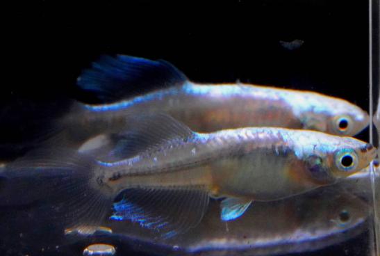 低価，SALE 青蝶ひかり 鰭長 の稚魚 10 匹 約1 2 cm 送料一律 ￥１ ３００(めだか)｜売買されたオークション情報、yahooの商品情報をアーカイブ公開 - オークファン めだか