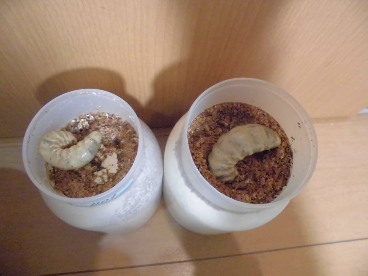 オオクワガタ オオクワガタ幼虫 800cc菌糸 神埼産ホワイトアイ同士 