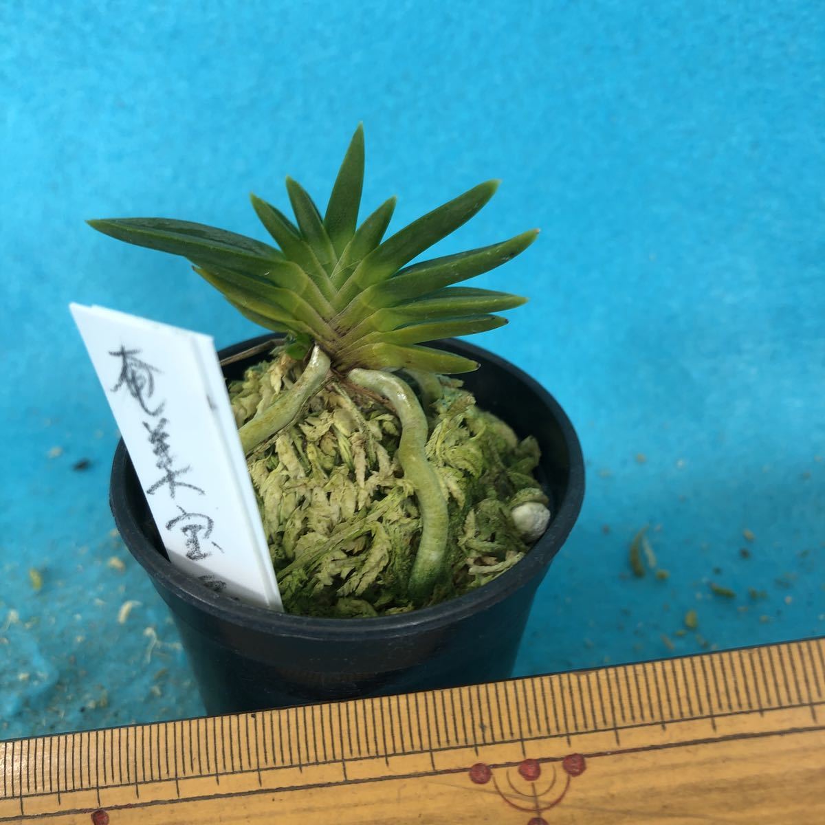 富貴蘭 奄美宝扇